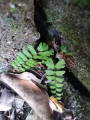 Adiantum