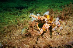 Schizophrys rufescens