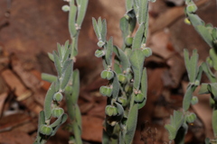 Phyllanthus fuernrohrii