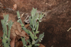 Phyllanthus fuernrohrii