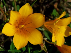 Romulea saldanhensis