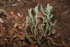 Phyllanthus fuernrohrii