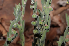 Phyllanthus fuernrohrii
