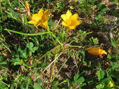 Romulea saldanhensis