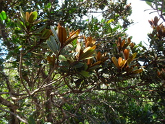 Pycnandra obscurinerva