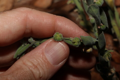 Phyllanthus fuernrohrii