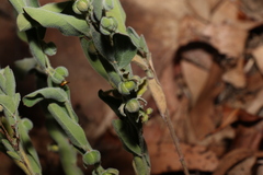 Phyllanthus fuernrohrii