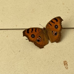 Junonia almana