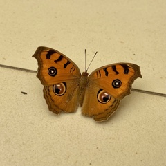 Junonia almana