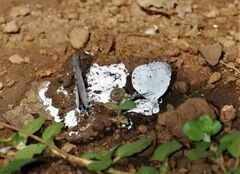 Neopithecops zalmora