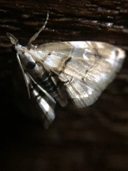 Trichophysetis cretacea