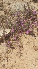 Drosanthemum ambiguum