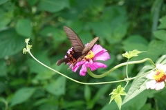Papilio macilentus