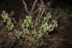 Coleus graveolens
