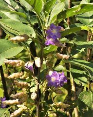 Strobilanthes callosa