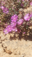 Drosanthemum ambiguum