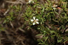 Leptospermum brachyandrum