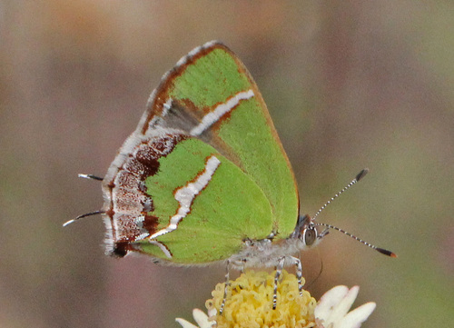 Silver-banded Hairstreak