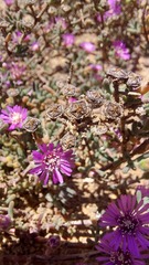 Drosanthemum ambiguum