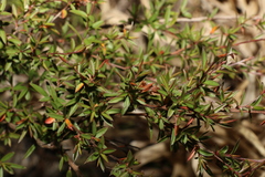Leptospermum brachyandrum