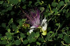Capparis zeylanica
