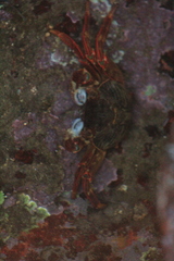 Grapsus