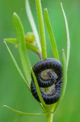 Ommatoiulus sabulosus