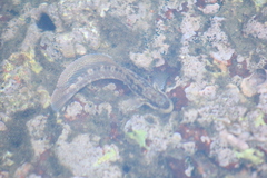 Istiblennius dussumieri