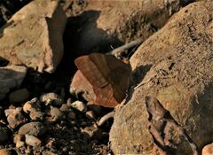 Abisara bifasciata