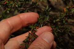 Leptospermum brachyandrum