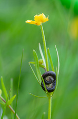 Ommatoiulus sabulosus