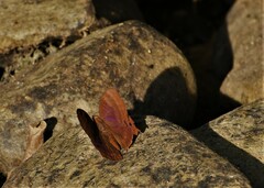 Abisara bifasciata
