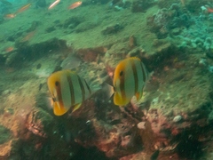 Chelmon rostratus