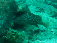 Epinephelus erythrurus