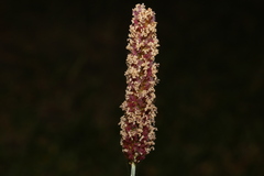 Setaria sphacelata