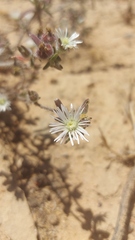 Drosanthemum calycinum