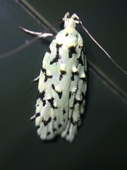 Izatha peroneanella