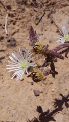 Drosanthemum calycinum