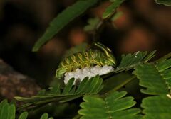 Polyura bharata