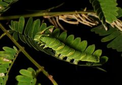 Polyura bharata
