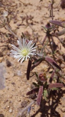 Drosanthemum calycinum