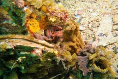 Schizophrys rufescens
