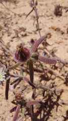 Drosanthemum calycinum