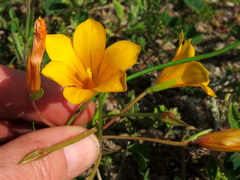 Romulea saldanhensis