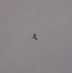 Spilornis cheela