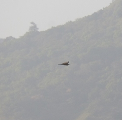 Spilornis cheela