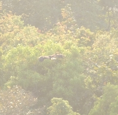Spilornis cheela