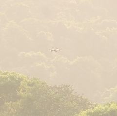 Spilornis cheela
