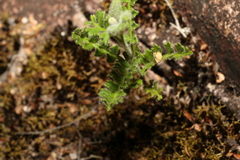 Dodonaea rupicola