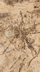 Drosanthemum calycinum